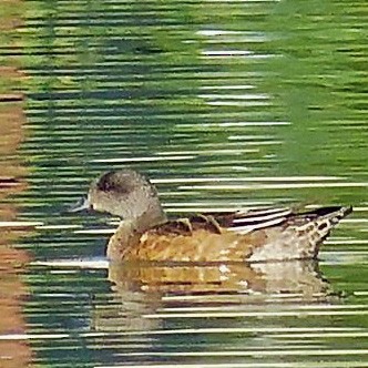 American Wigeon - ML36827841