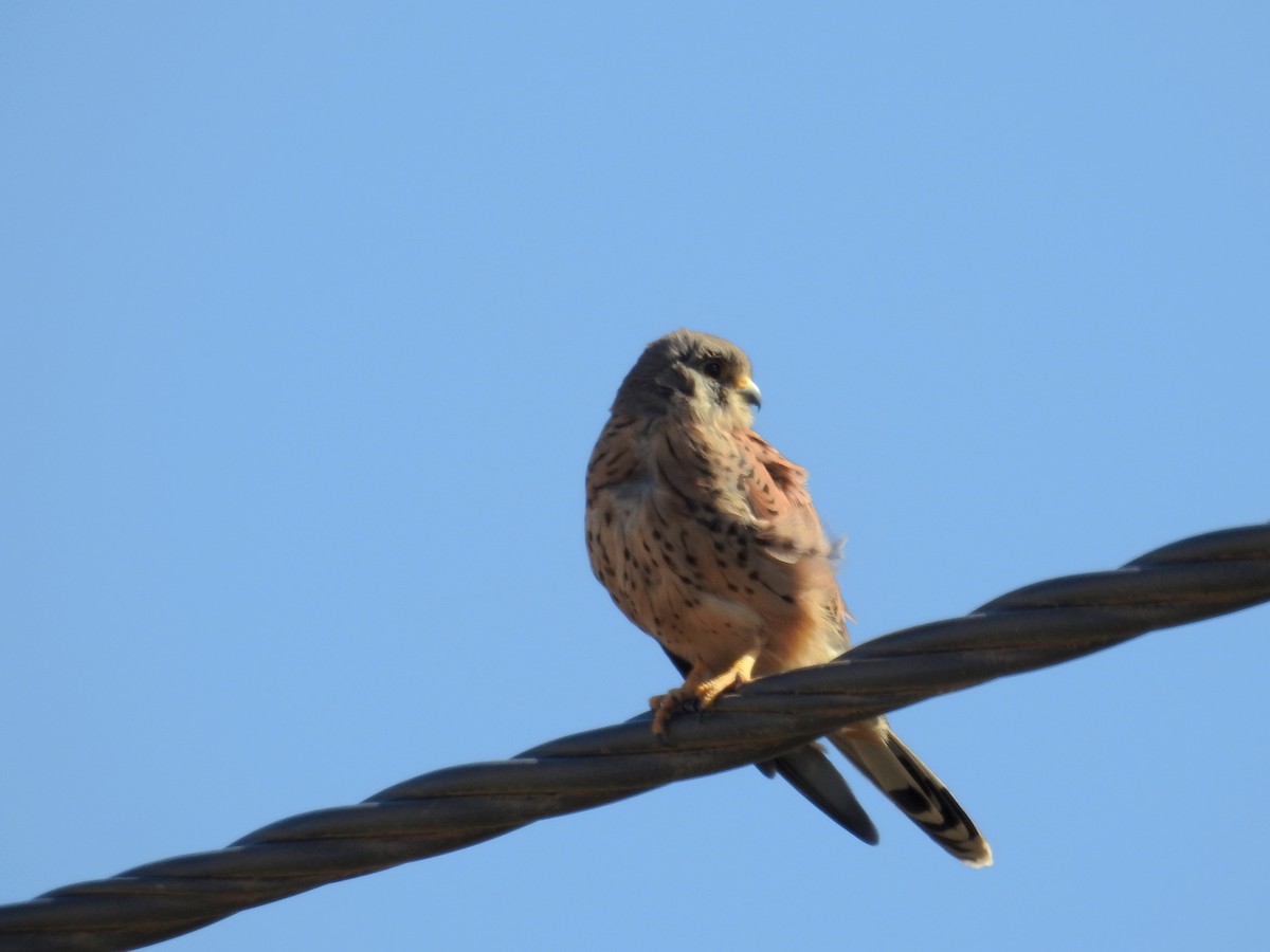 Eurasian Kestrel - Daniel Raposo 🦅