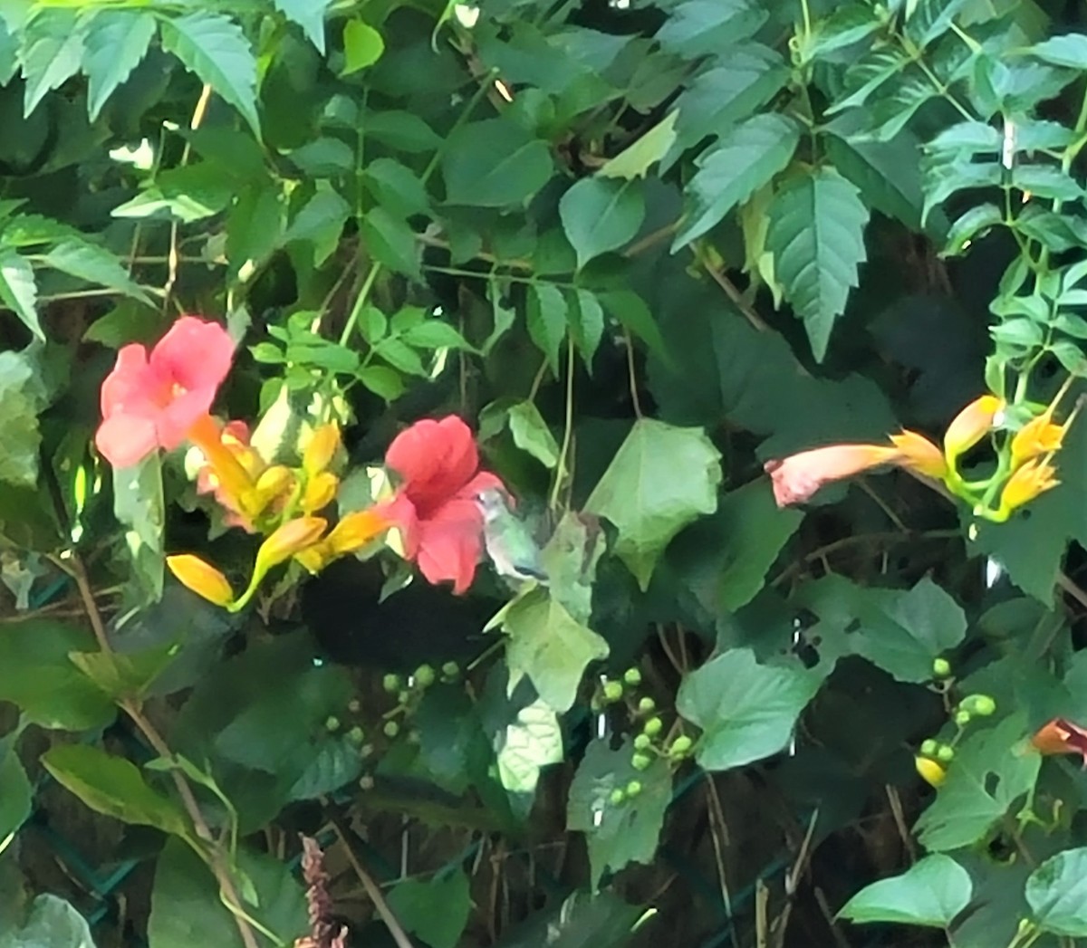 Ruby-throated Hummingbird - ML368278741