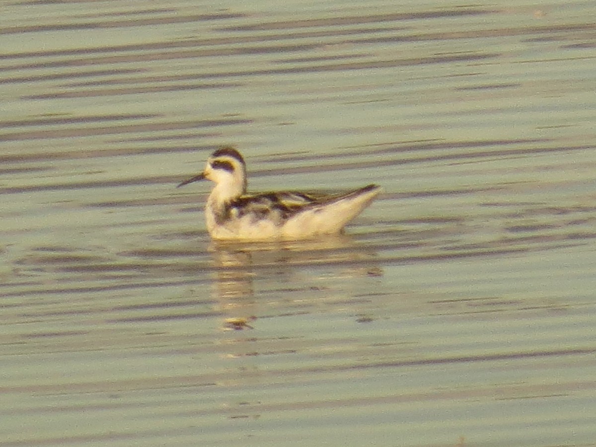 Phalarope à bec étroit - ML368279541