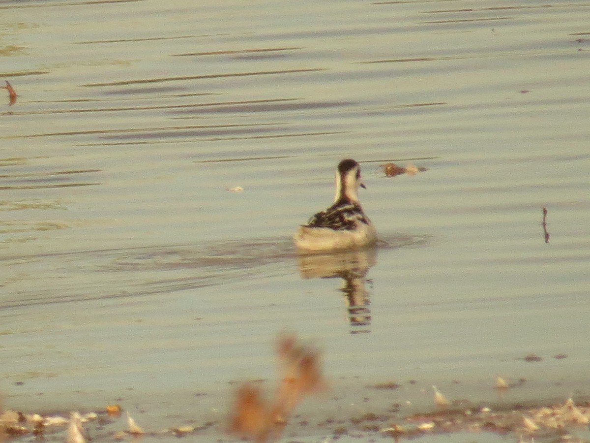 Red-necked Phalarope - Bob Greenleaf