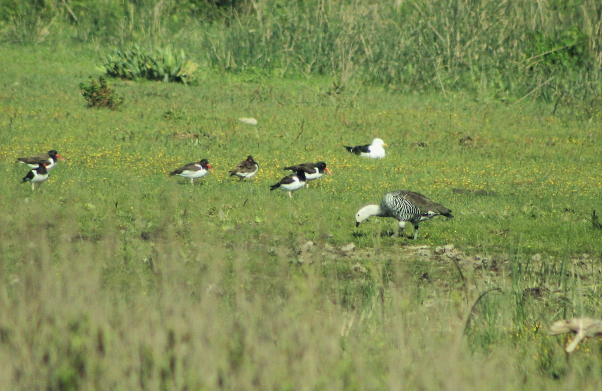 Upland Goose - ML36828201