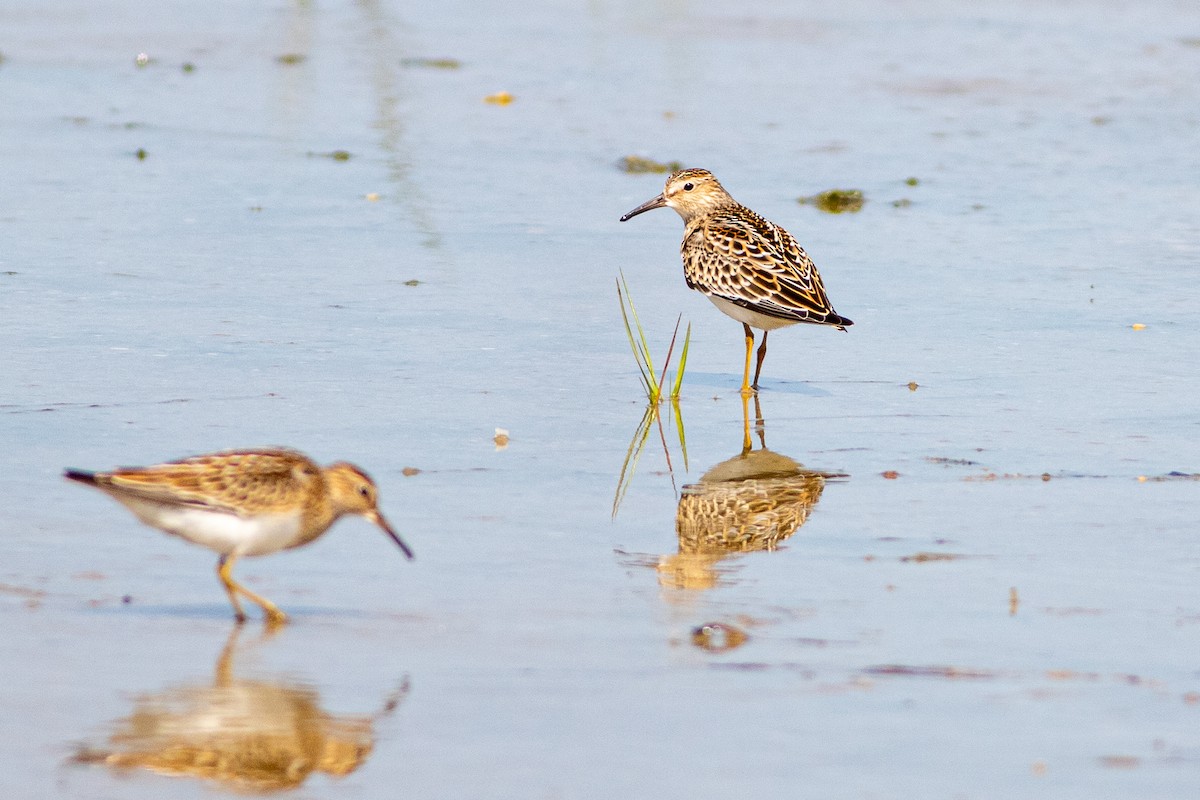 Graubrust-Strandläufer - ML368284141