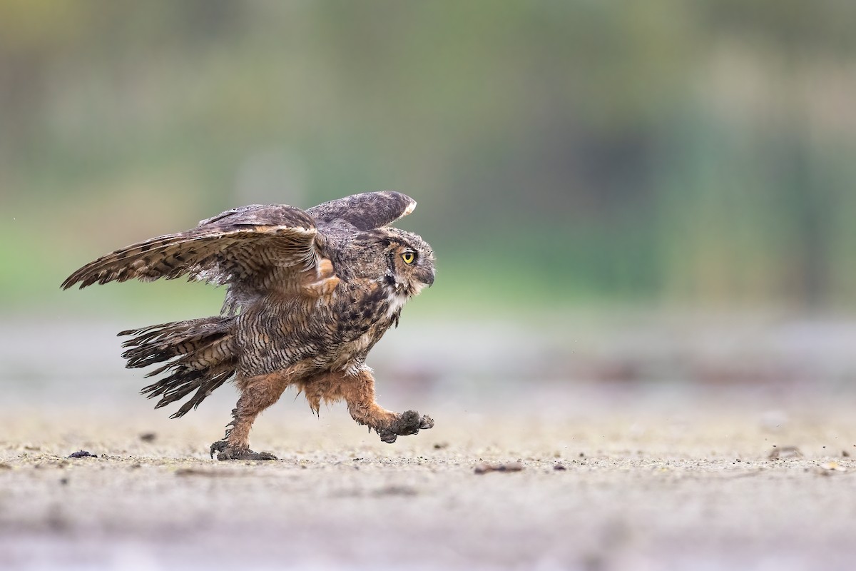 Great Horned Owl - ML368284791