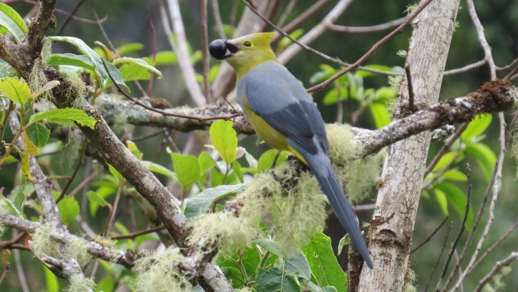 Long-tailed Silky-flycatcher - Diane Thériault