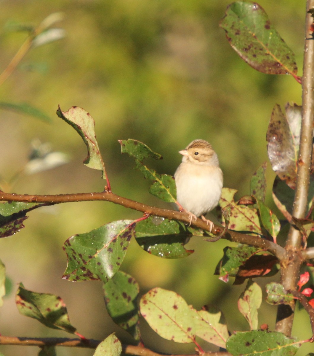 Clay-colored Sparrow - ML36829091