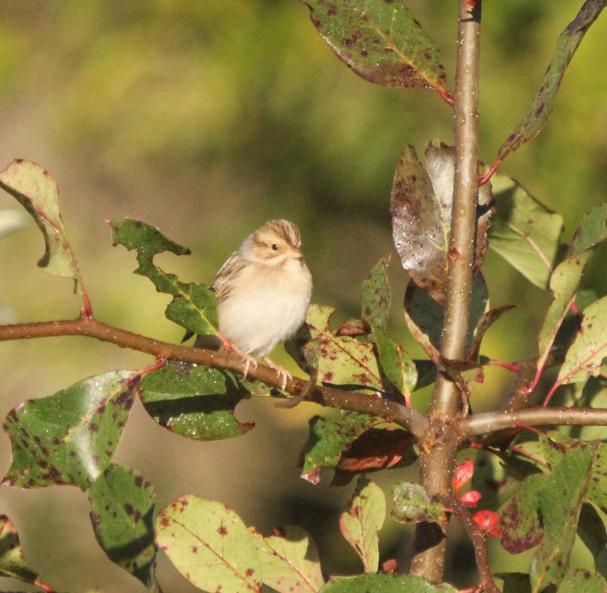 Clay-colored Sparrow - ML36829101