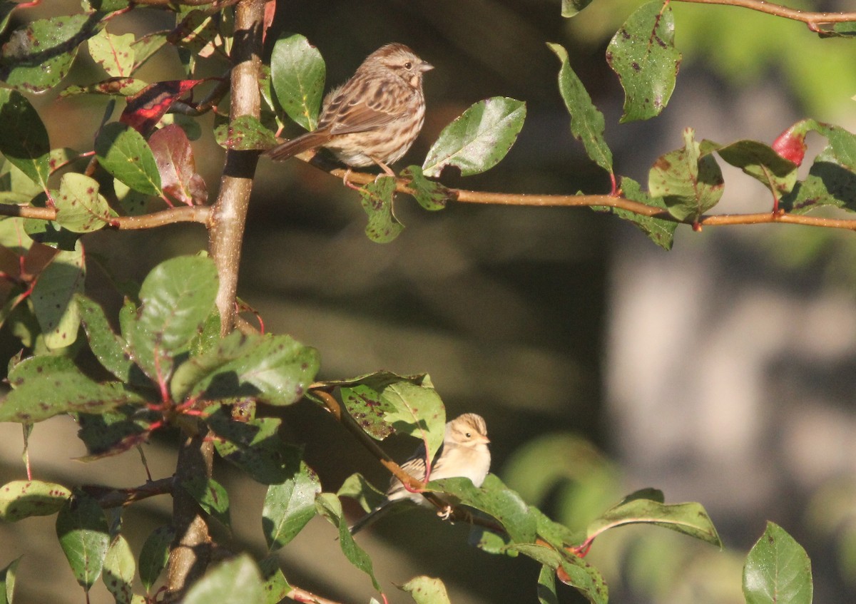 Clay-colored Sparrow - ML36829121