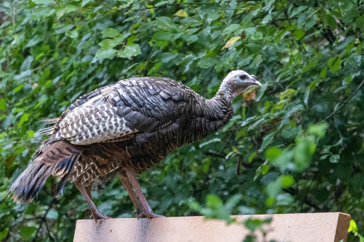 Wild Turkey - Steve McInnis