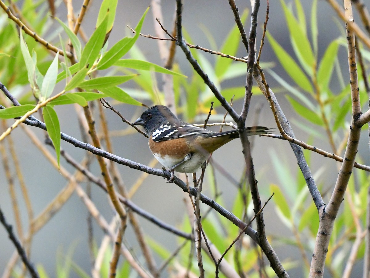 Spotted Towhee - Norman Eshoo