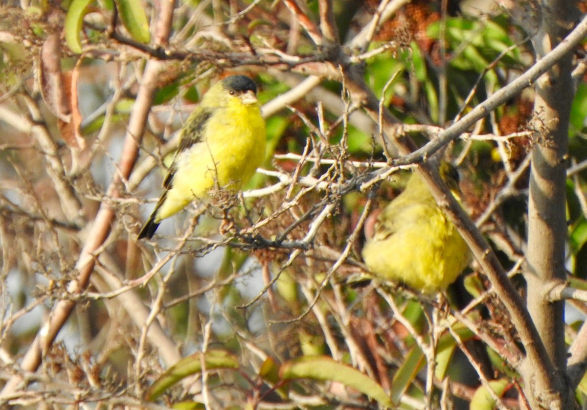 Lesser Goldfinch - ML368293611