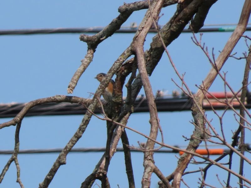 Eastern Bluebird - ML368293761