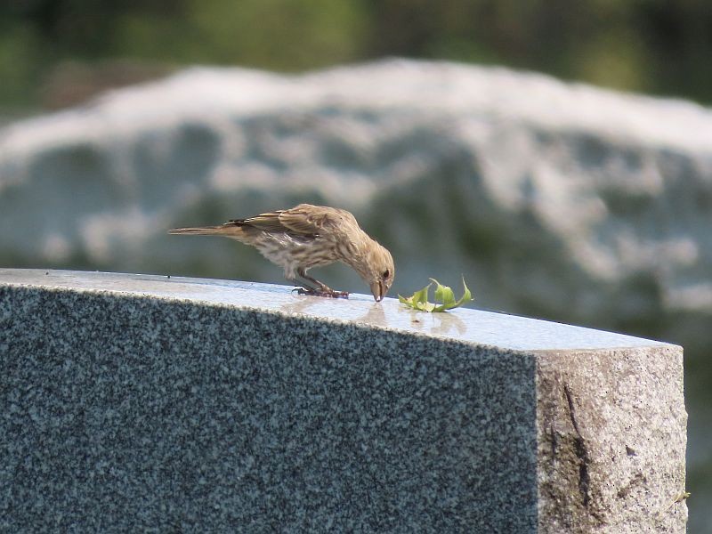 House Finch - ML368293881