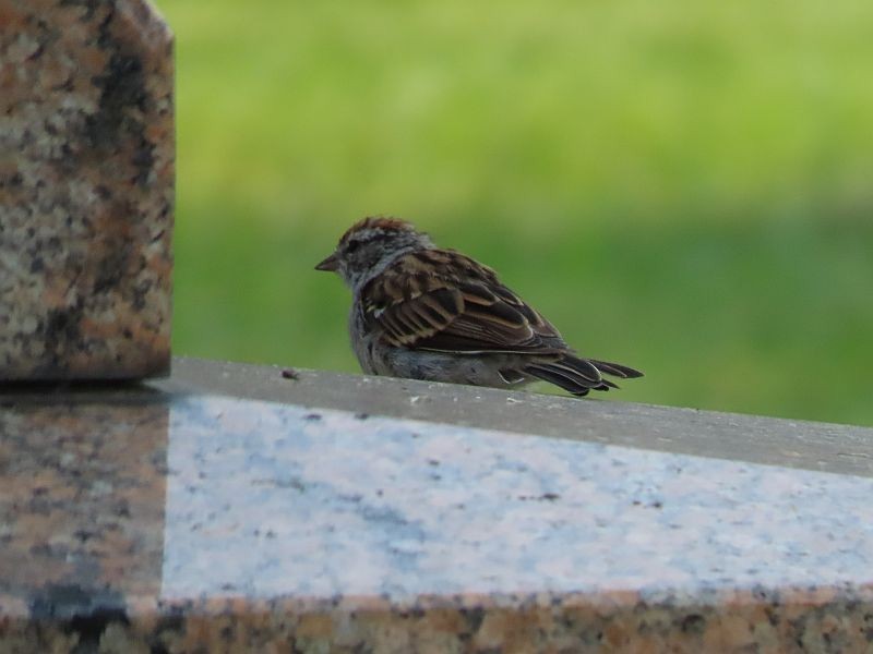 Chipping Sparrow - ML368294041