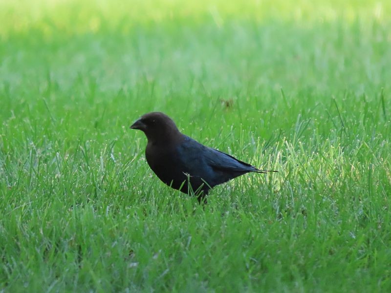 Brown-headed Cowbird - ML368294071