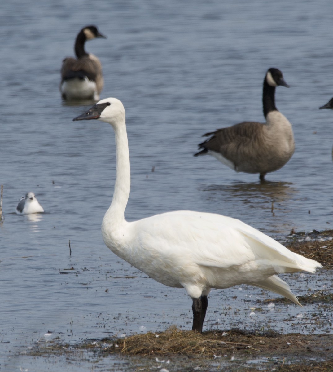 Trumpeter Swan - ML368295351