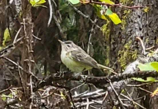 Warbling Vireo - Kathy Criddle