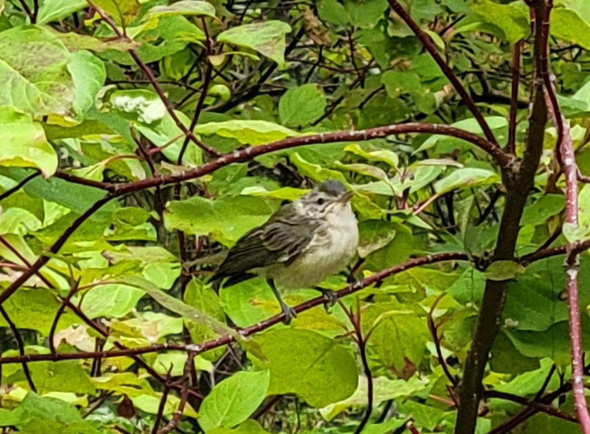 Warbling Vireo - Kathy Criddle