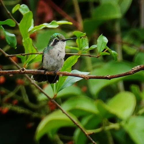 kolibřík měděnořitý - ML368297891