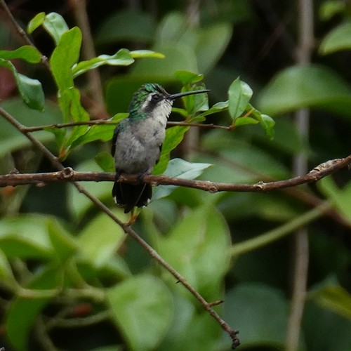 kolibřík měděnořitý - ML368297911