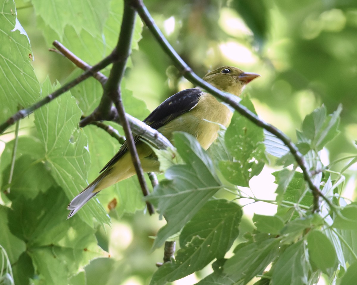 Scarlet Tanager - ML368298521