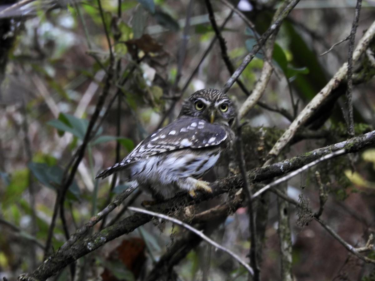 Peruvian Pygmy-Owl - ML368300111