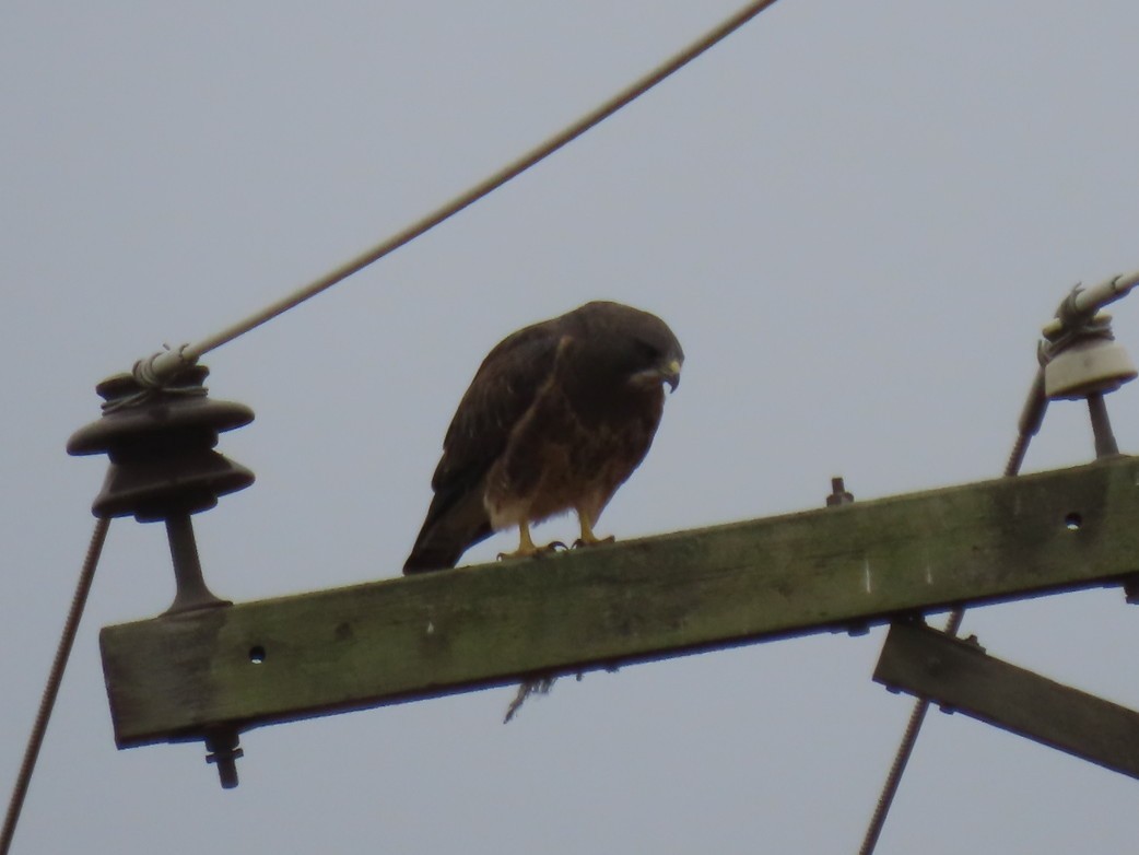 Swainson's Hawk - ML368300401