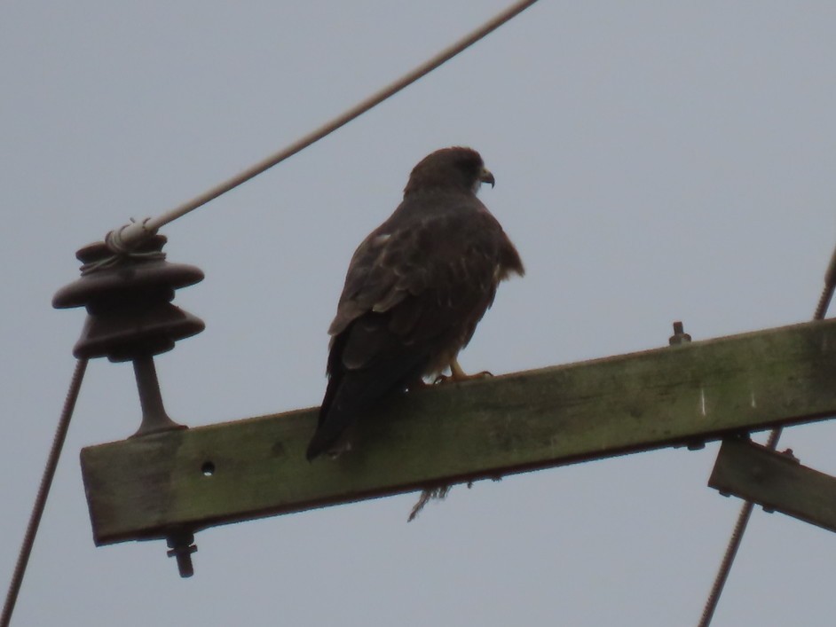 Swainson's Hawk - ML368300411