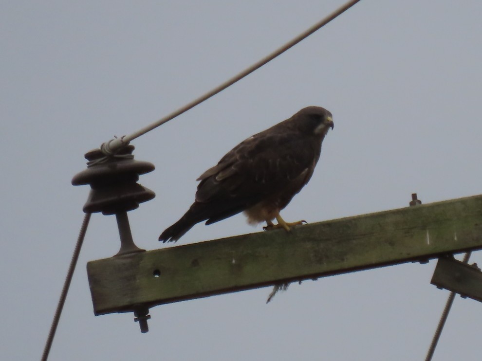 Swainson's Hawk - ML368300421