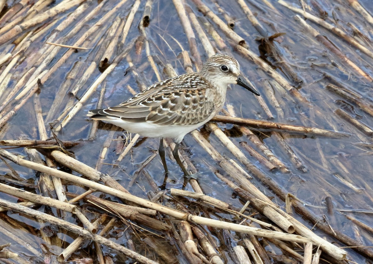 Semipalmated Sandpiper - Sneed Collard