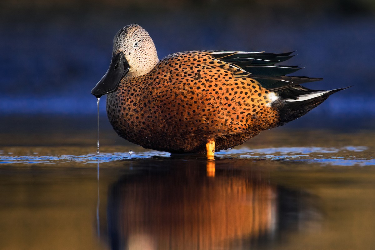 Red Shoveler - ML368300681