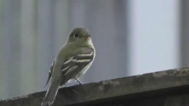 Yellow-bellied Flycatcher - ML368301531