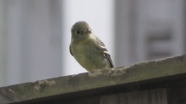 Yellow-bellied Flycatcher - ML368301611