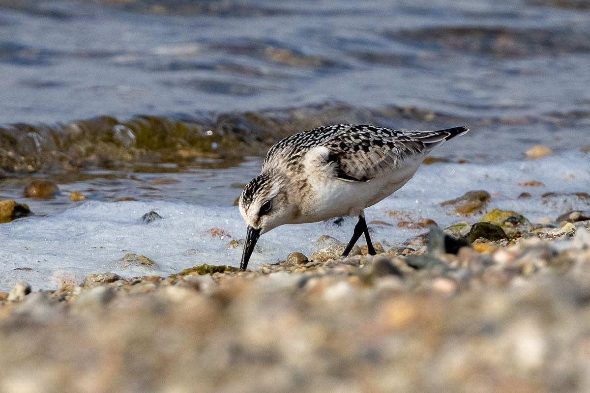 Sanderling - ML368302701