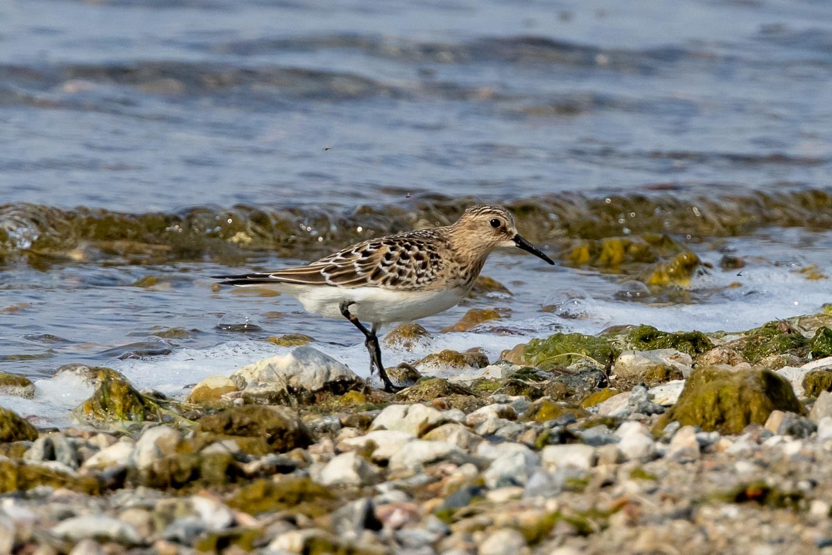 Baird's Sandpiper - ML368302771