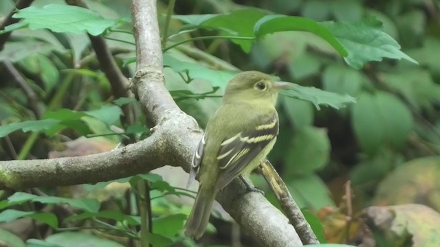 Yellow-bellied Flycatcher - ML368302791