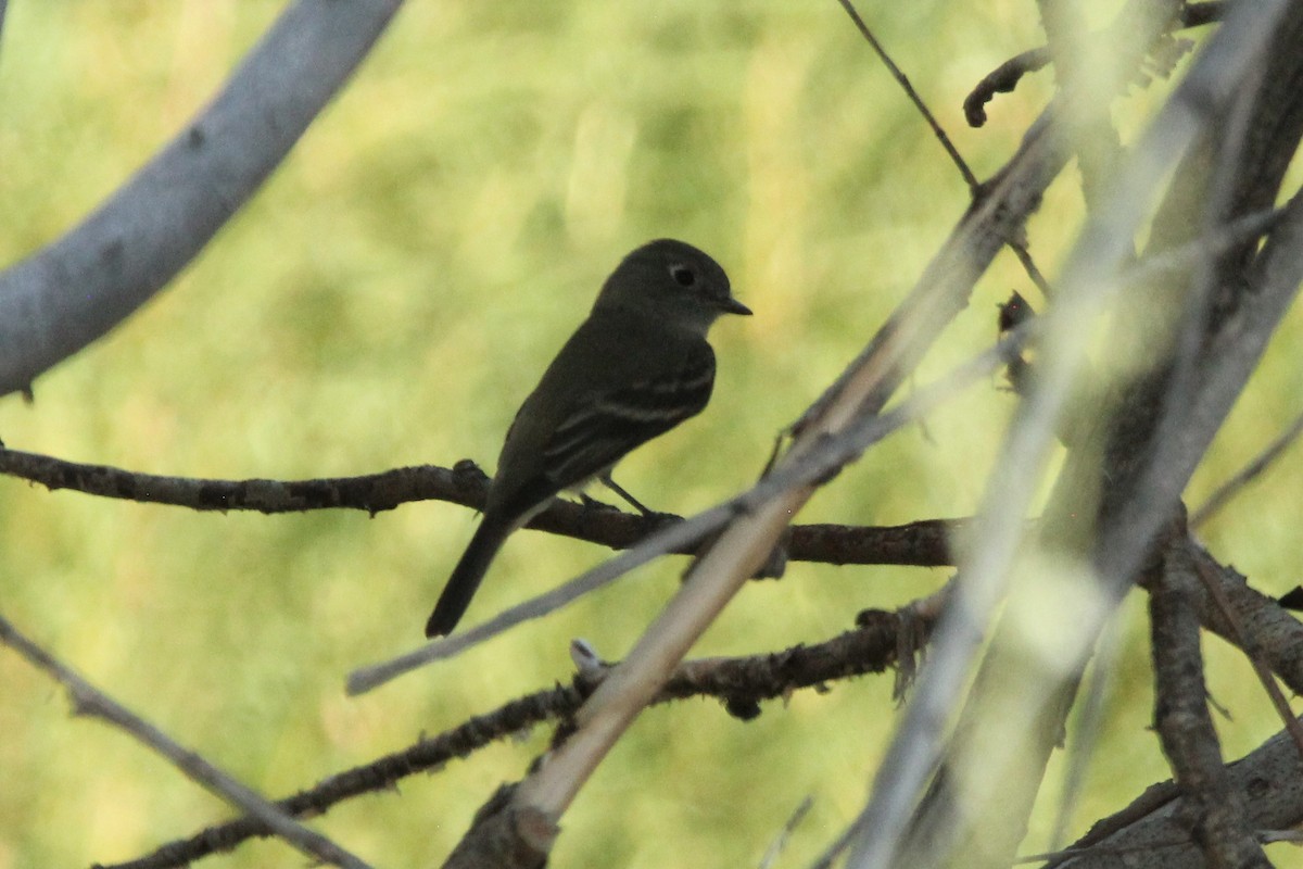 Empidonax sp. - ML368302931