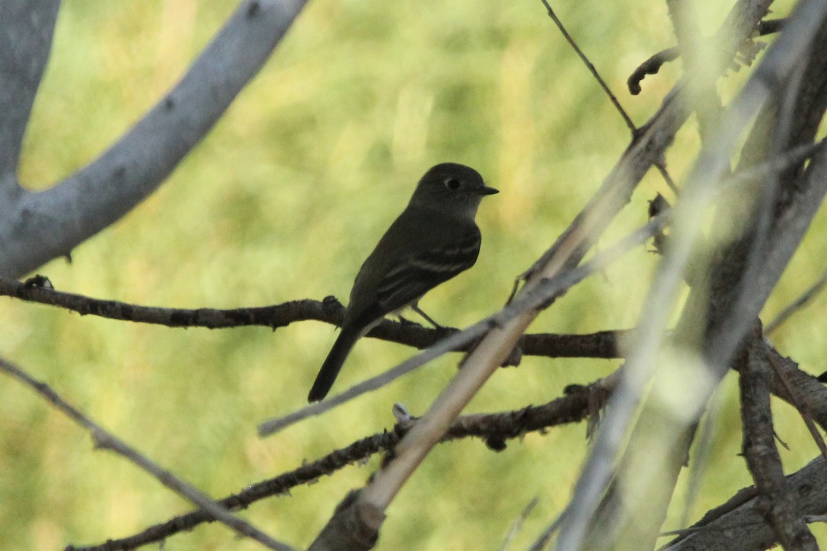 Empidonax sp. - ML368302951