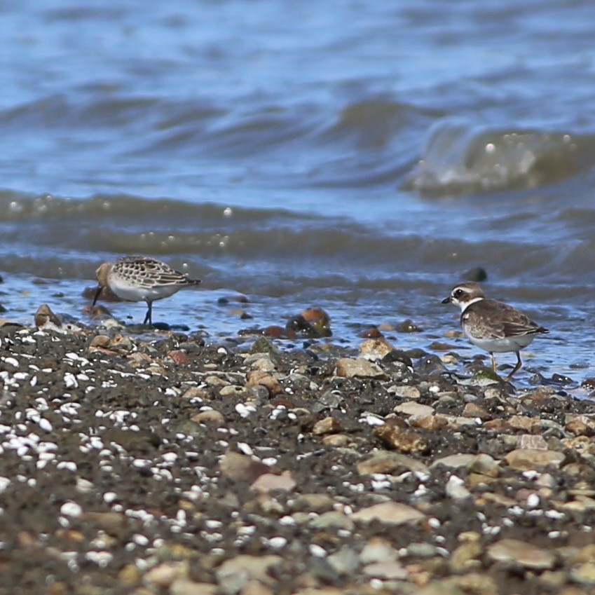 Baird's Sandpiper - ML368303931