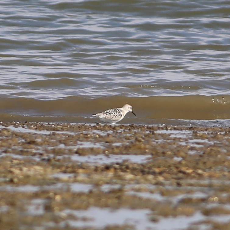 Sanderling - ML368304041