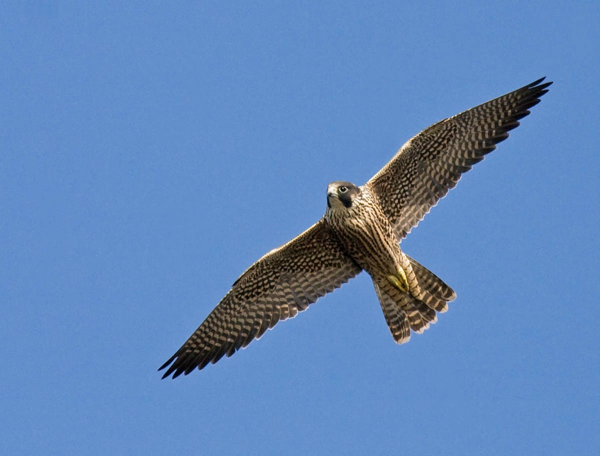 Peregrine Falcon - Greg Gillson