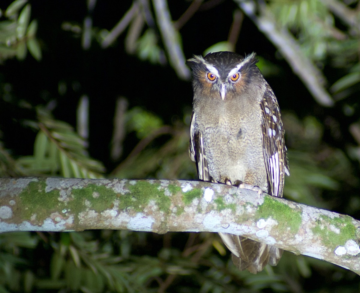 Crested Owl - ML368305491
