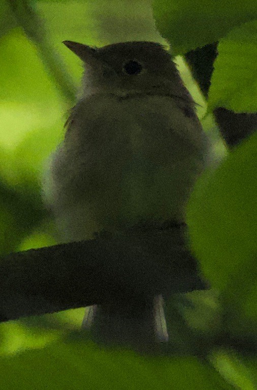 ミドリメジロハエトリ - ML368310231