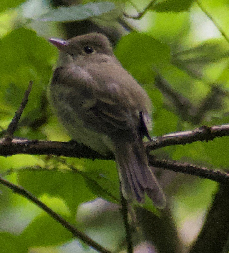 Acadian Flycatcher - ML368310241