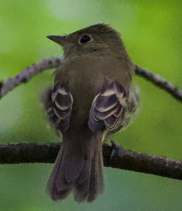 Acadian Flycatcher - ML368310251