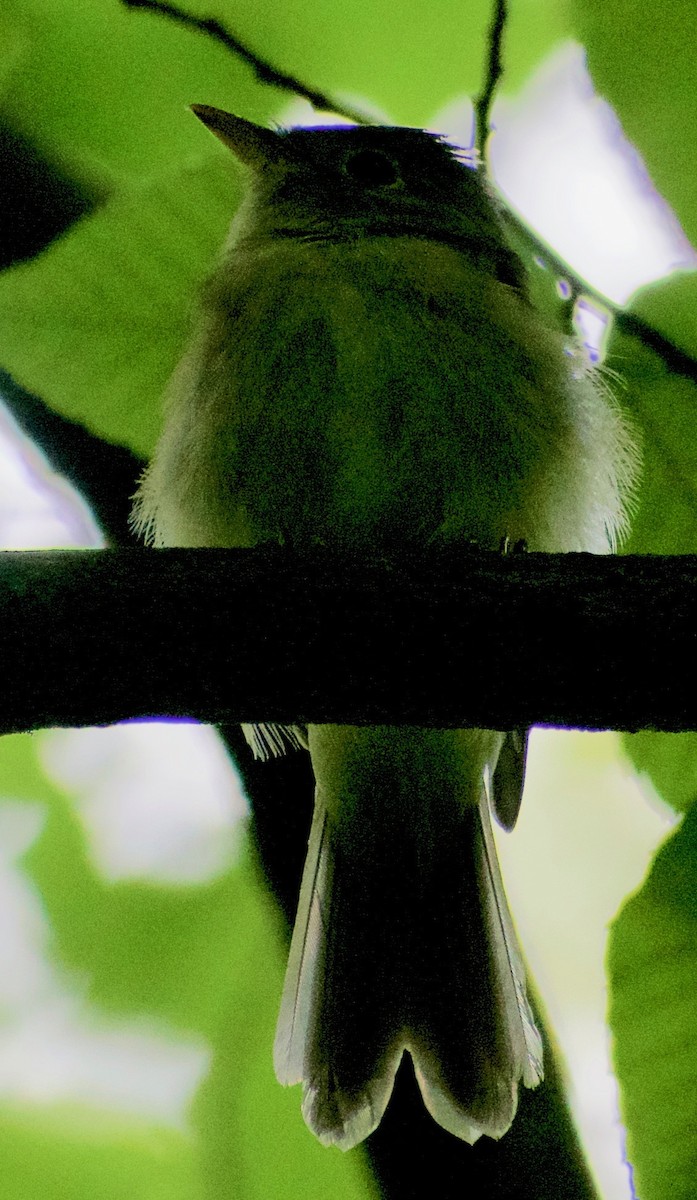 Acadian Flycatcher - ML368310271