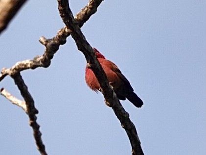 Red-billed Firefinch - ML368310281