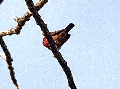 Red-billed Firefinch - ML368310291