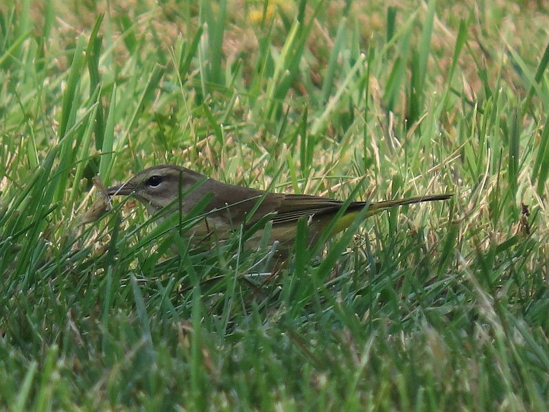 Palm Warbler - ML368310341