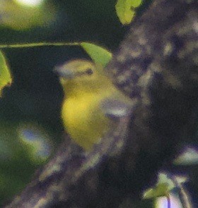 キノドモズモドキ - ML368310391